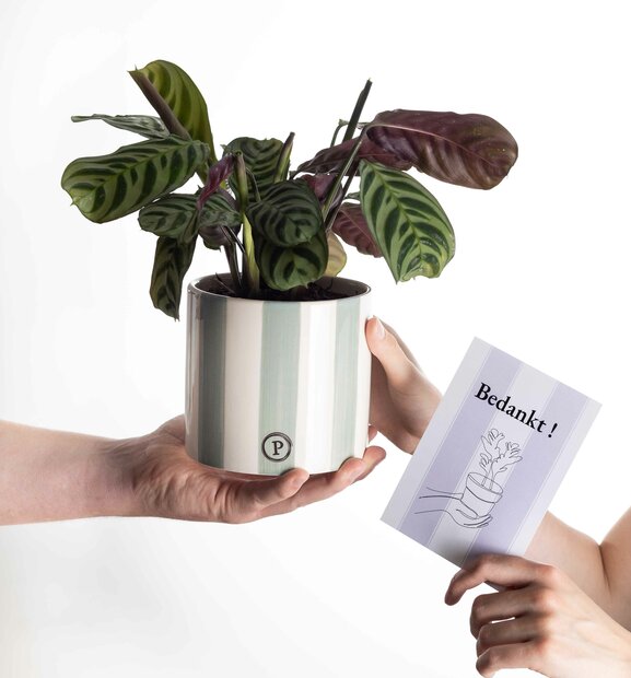 Bedankt cadeau ctenanthe burle marxii incl.groene originele pot en kaartje