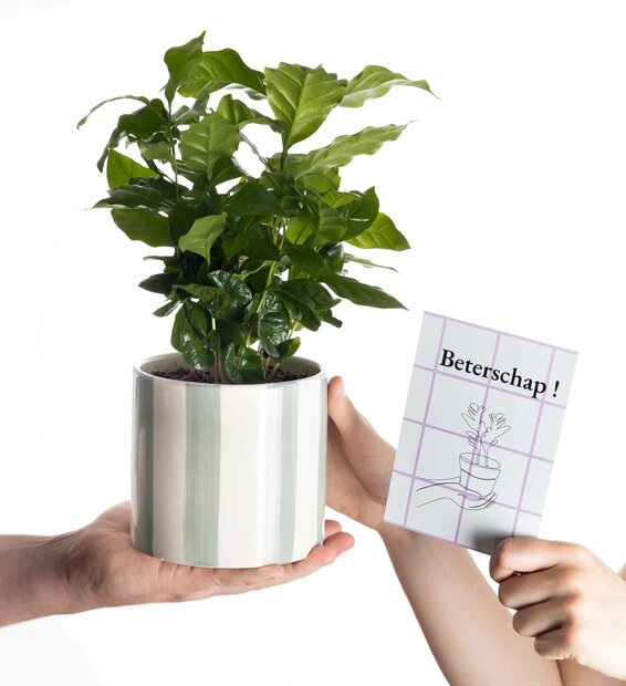 Beterschap cadeau koffieplant incl. groene originele pot en kaartje