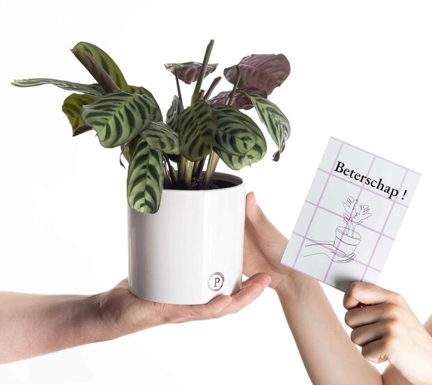 Beterschap cadeau ctenanthe burle marxii incl. witte glans pot en kaartje