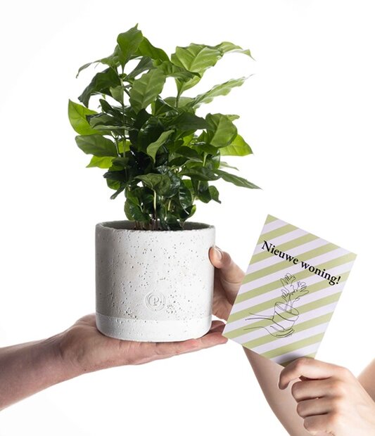 Housewarming cadeau koffieplant met grijze betonnen pot en kaartje