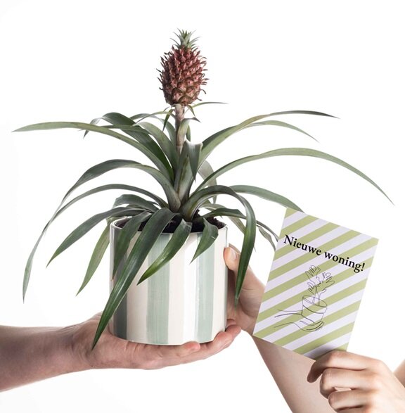 Housewarming cadeau ananasplant incl. groene originele pot en kaartje