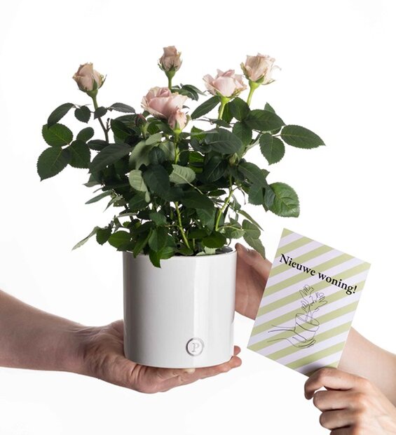Housewarming cadeau roze roos met witte glans pot en kaartje