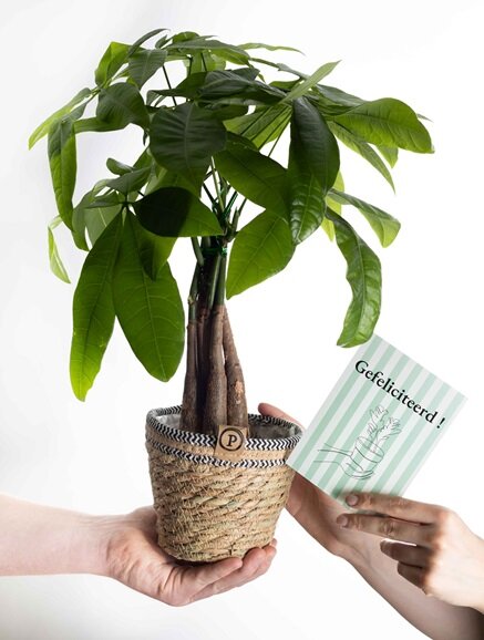 Verjaardagscadeau geldboompje incl. naturelle mand en kaartje