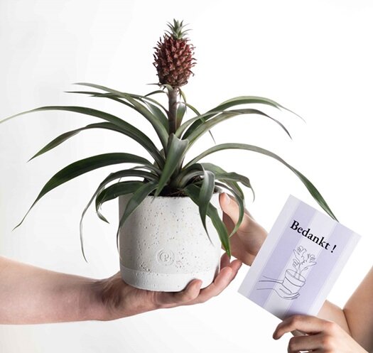 Bedankt cadeau ananasplant incl. grijze betonnen pot en kaartje