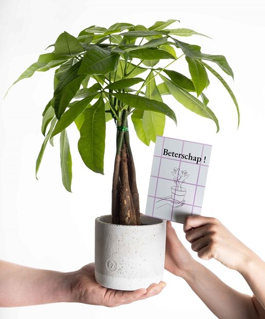 Beterschap cadeau geldboompje incl. grijze betonnen pot en kaartje