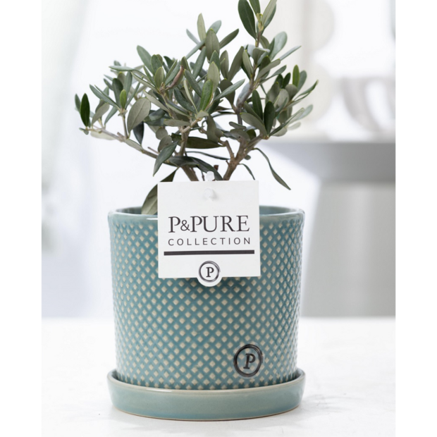 Olijfboompje cadeau met groene unieke pot