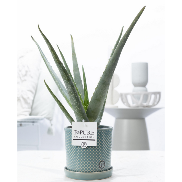 Plant cadeau Aloe Vera incl. groene unieke pot