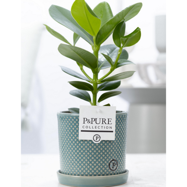 Plant cadeau Clusia rosea incl. groene unieke pot