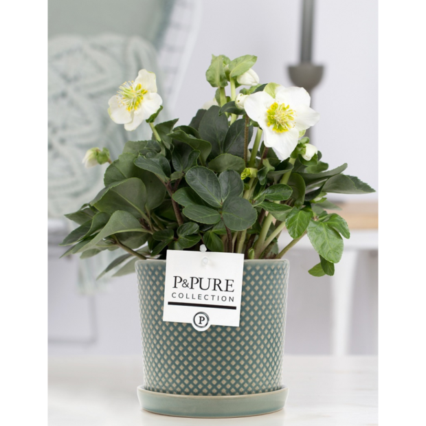 Plant cadeau Kerstroos incl. groene unieke pot