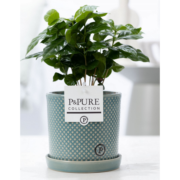 Plant cadeau Koffieplantje incl. groene unieke pot