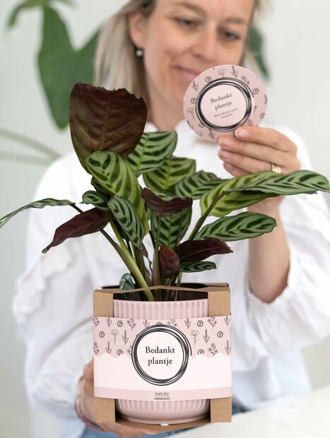 Bedankt plantje – een klein gebaar met grote betekenis