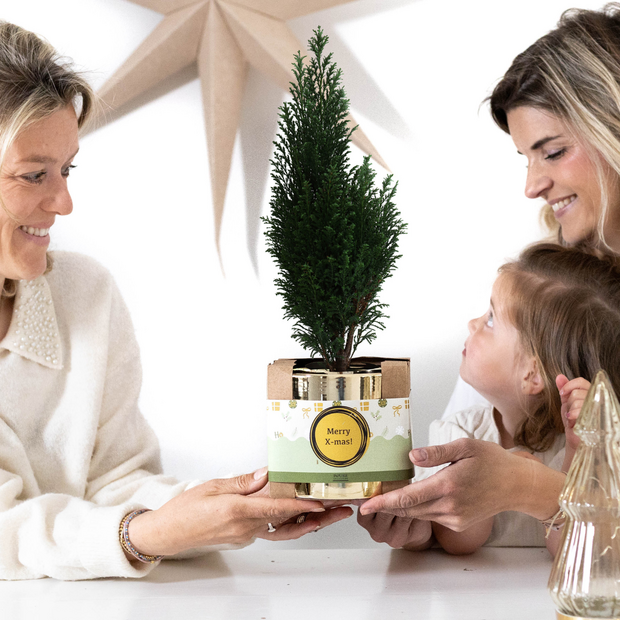 Kerstplantje – een sprankelend gebaar in een gouden jasje