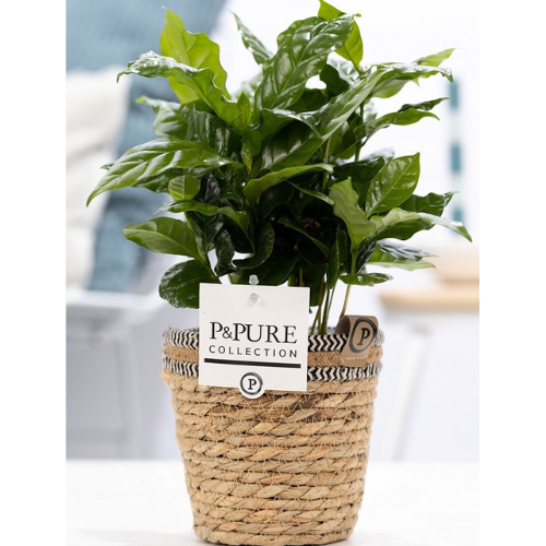 Plant cadeau Koffieplantje incl. naturelle mand