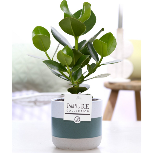 Plant cadeau Clusia rosea incl. groene unieke pot