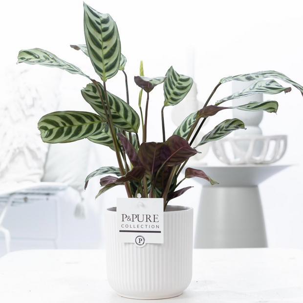 Plant cadeau Ctenanthe Burle Marxii incl.  witte mooie pot