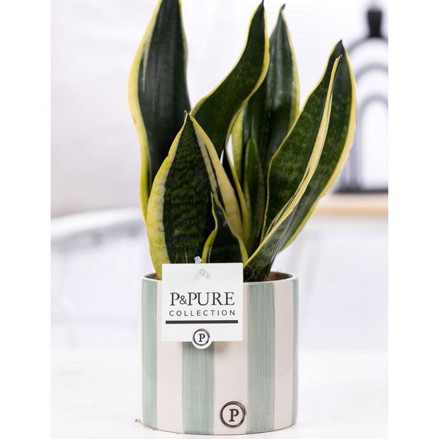 Plant cadeau Sanseveiria incl.  groene originele pot
