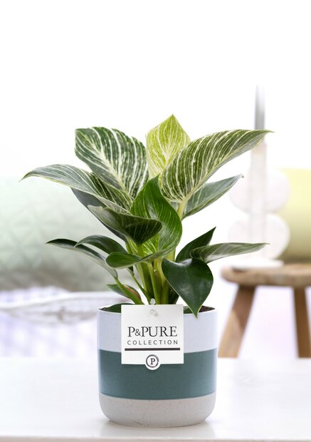 Plant cadeau Philodendron white wave incl. groene unieke pot