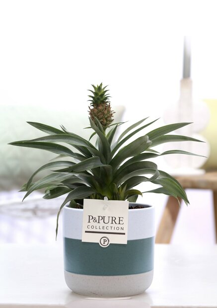 Plant cadeau Ananasplant incl. groene unieke pot