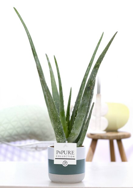 Plant cadeau Aloe Vera incl. groene unieke pot