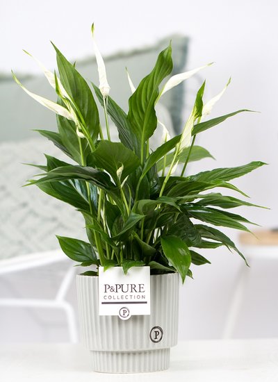 Lepelplant (Spathiphyllum) met bloempot Ivy grijs/groen