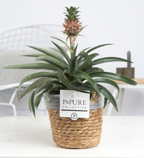 Ananas Mi Amigo kamerplant in sierpot Pure Basket 5