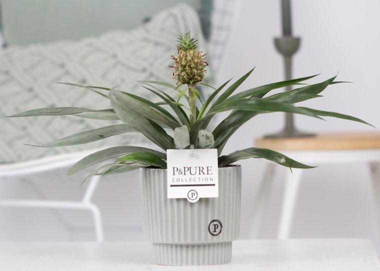 Ananas Mi Amigo kamerplant in sierpot Ivy ceramics green grey