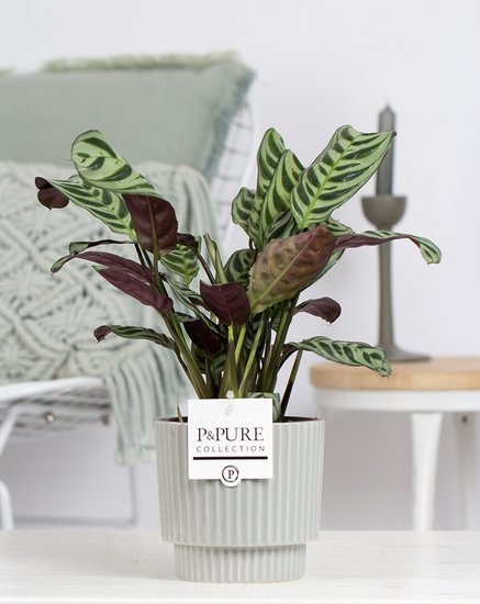 Ctenanthe Burle Maxi in sierpot Ivy