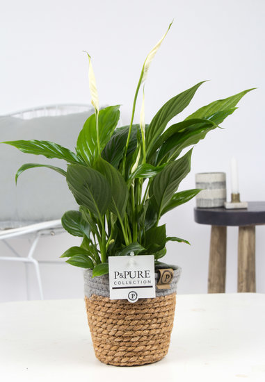 Lepelplant (Spathiphyllum) met bloempot Basket mand