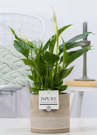 Duiker zien wijk Lepelplant met P&PURE Collection bloempot Jade | Gratis verzending! -  Plantshopper