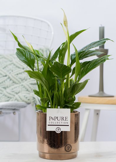 Spathiphyllum in sierpot juliette goldbronze