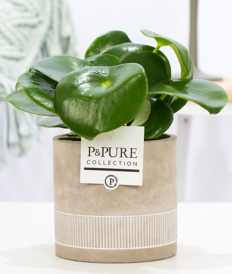 Peperomia raindrop in sierpot Jade