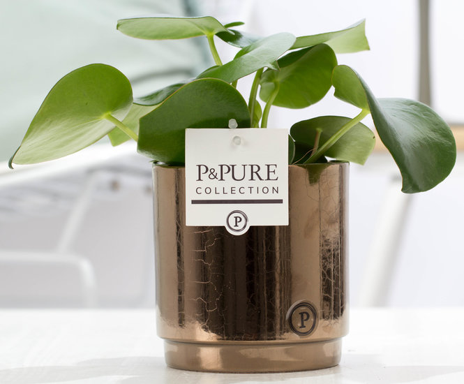 Peperomia raindrop in sierpot Juliette goldbronze