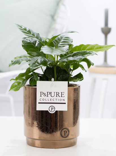 Koffieboompje Arabica in sierpot juliette goldbronze
