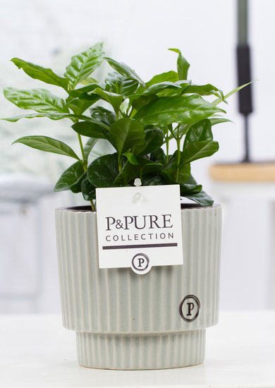 Koffieboompje Arabica in sierpot Ivy