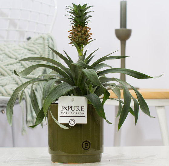 Ananasplant Juliette groen
