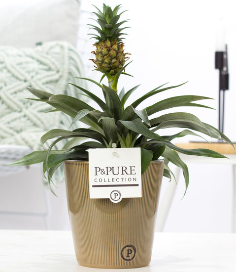 Ananasplant in sierpot Ruby groen