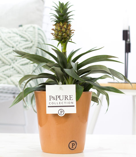 Ananasplant in sierpot Ruby terra
