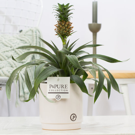 Ananasplant in sierpot Juliette wit