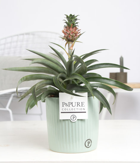 Ananasplant in sierpot sophie groen