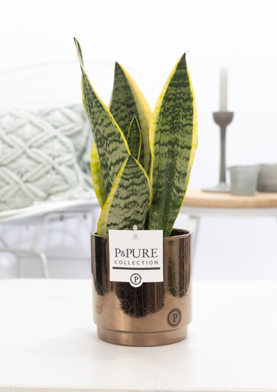 Sansevieria in pot naar keuze