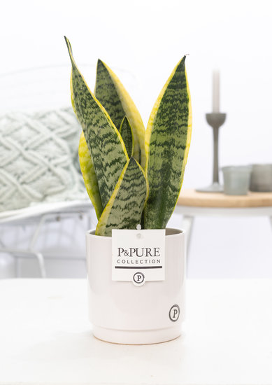 Sansevieria 30-40 cm inclusief pot Juliette wit