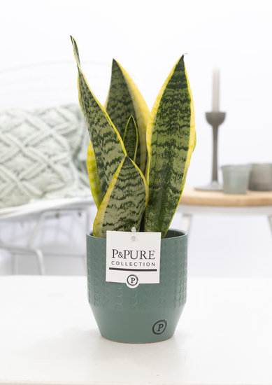 Sansevieria 30-40 cm inclusief pot Eline groen