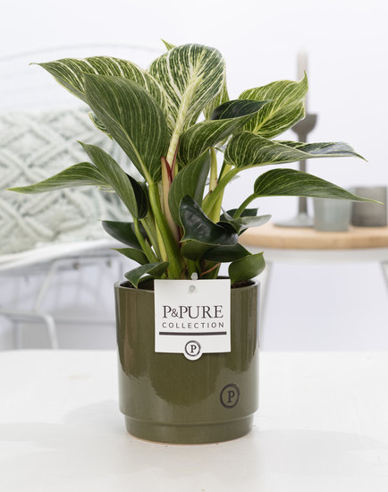 Philodendron white wave in pot Juliette groen
