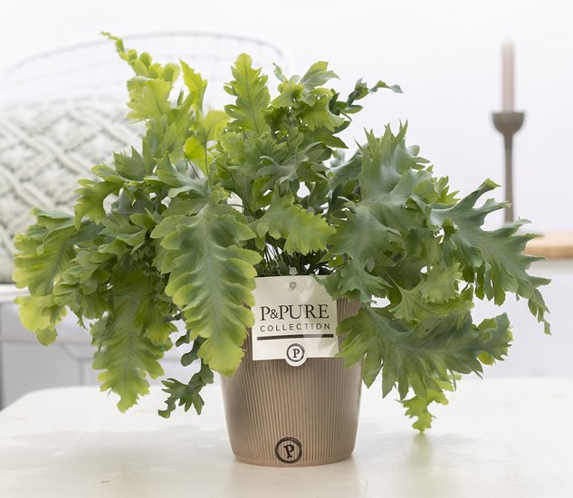 Phlebodium davana in pot Ruby groen