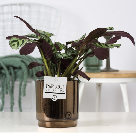 Ctenanthe Burle Maxi in sierpot Juliette goldbronze