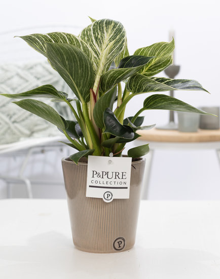 Philodendron white wave in pot Ruby groen