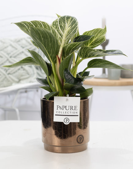 Philodendron white wave in pot Juliette gold/brnze