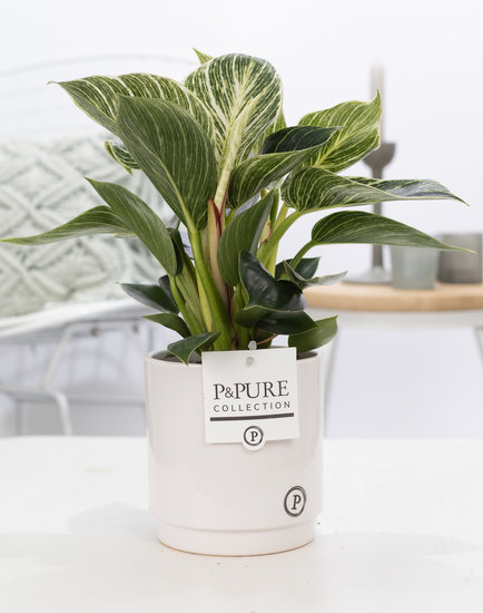 Philodendron white wave in pot Juliette wit