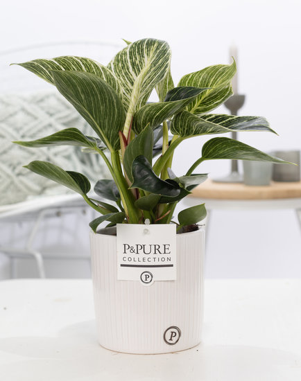 Philodendron white wave in pot Sophie wit