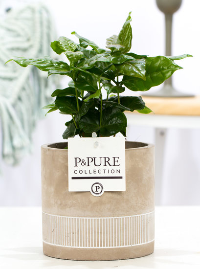 Coffea Arabica (koffieplantje) in pot Jade